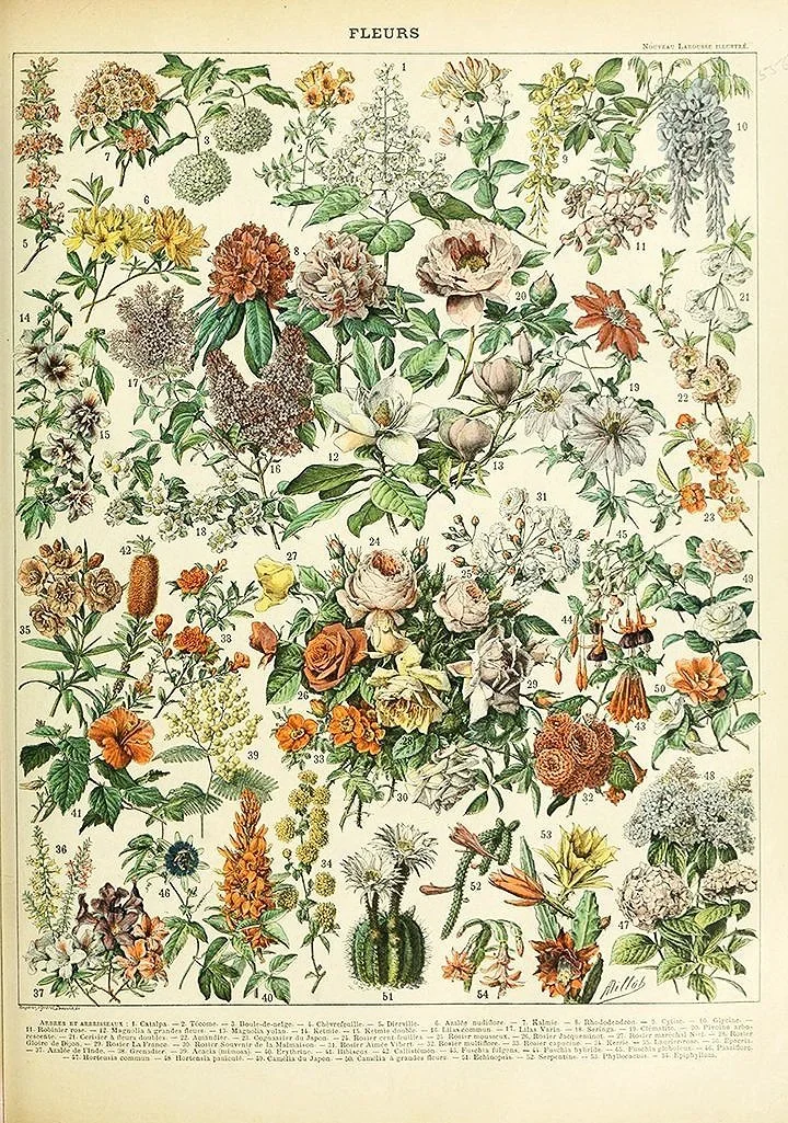 Adolphe-Millot-french-fleurs-vintage-botanical-poster-museum-outlets.jpg