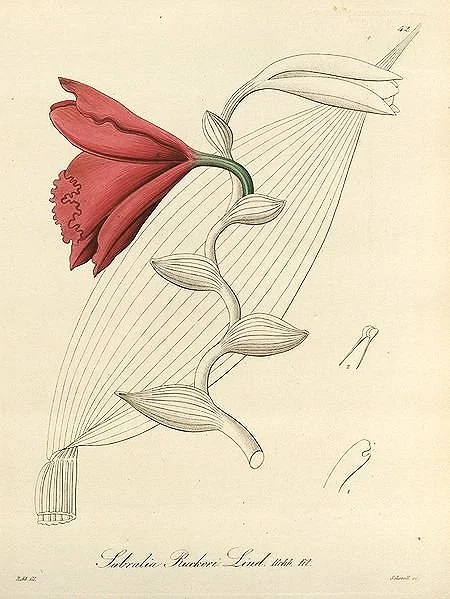 xenia-orchids-antique-botanical-prints-museum-outlets.jpg