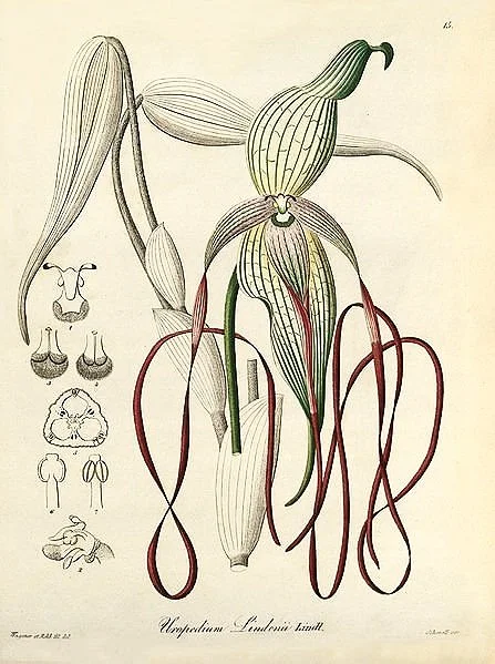 xenia-orchids-antique-botanical-prints-museum-outlets.jpg