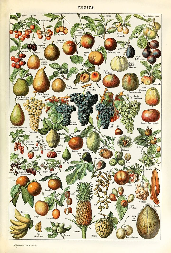 fruits-Millot-antique-botanical-poster-museum-outlets.jpg