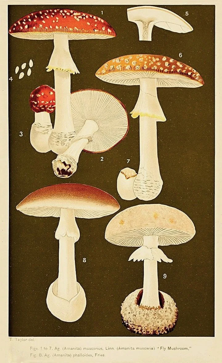 Students-Handbook-of-Mushrooms-vintage-botanical-print-museum-outlets.jpg