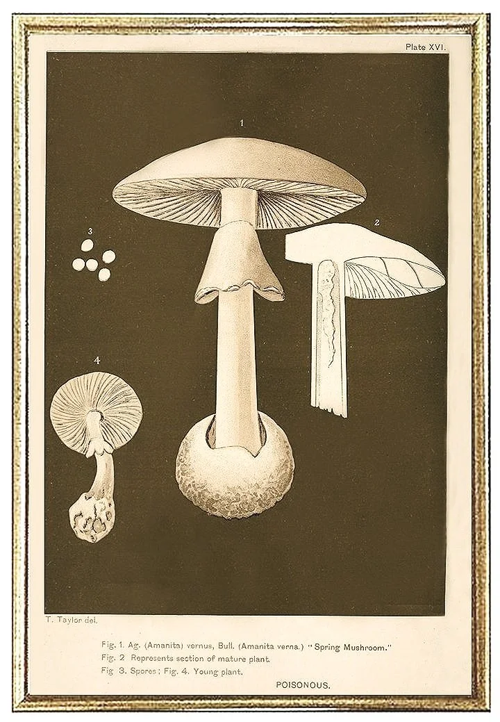 vintage-mushrooms-prints-museum-outlets.jpg