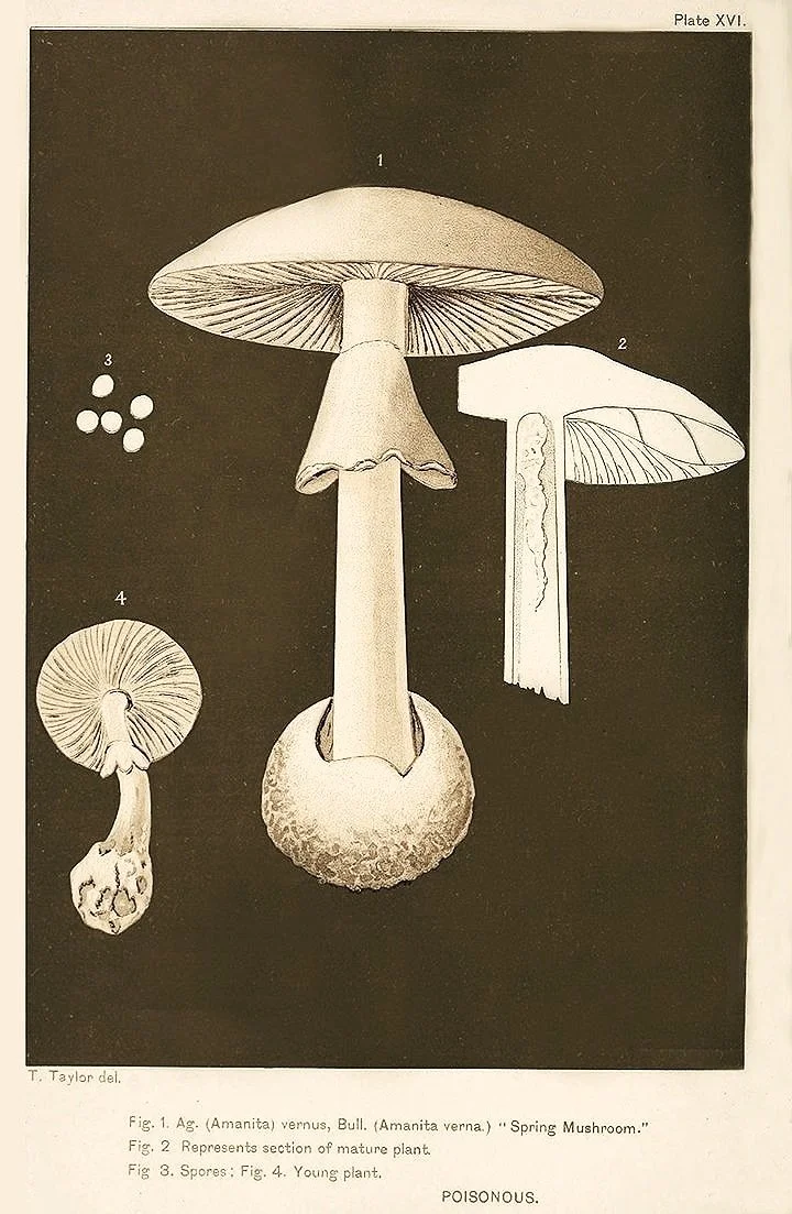 vintage-Mushrooms-botanical-prints-museum-outlets.jpg