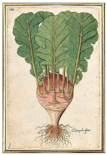 beet-antique-botanical-prints-wall-art-museum-outlets.jpg