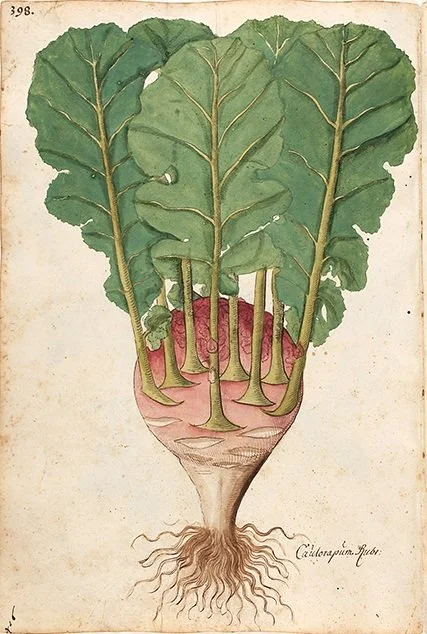 beet-antique-botanical-print-museum-outlets.jpg