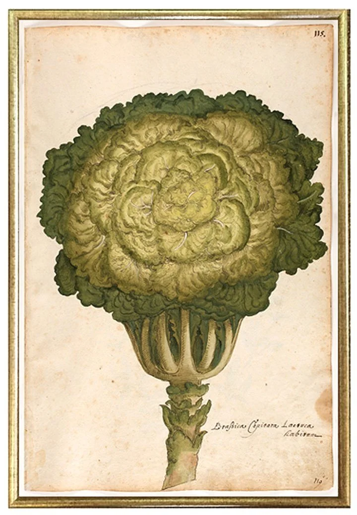 antique-vegetable-prints-wall-art-museum-outlets.jpg
