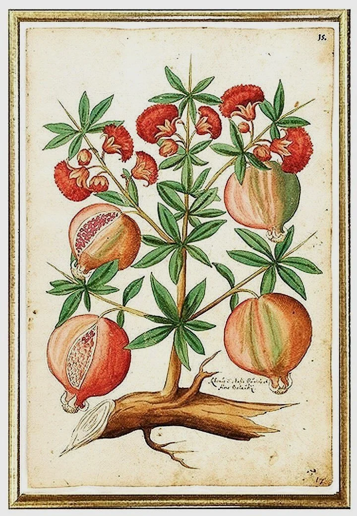 pomegranates-antique-botanical-prints-wall-art-museum-outlets.jpg