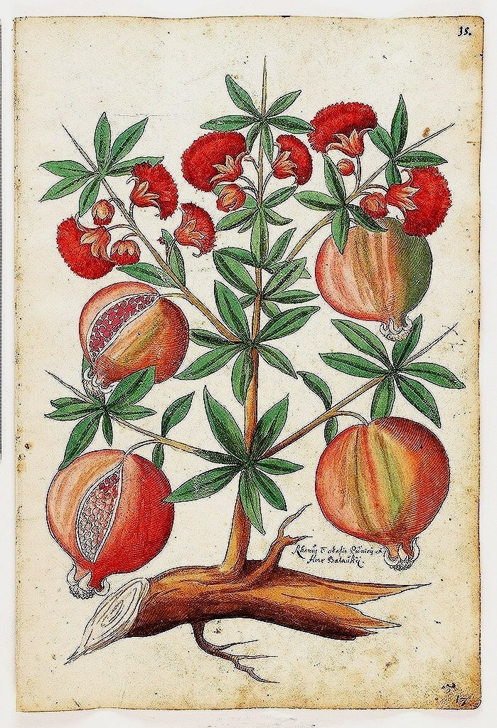 antique-fruit-botanical-prints-museum-outlets.jpg
