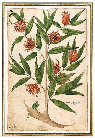rust-blossoms-early-antique-botanical-prints-museum-outlets.jpg
