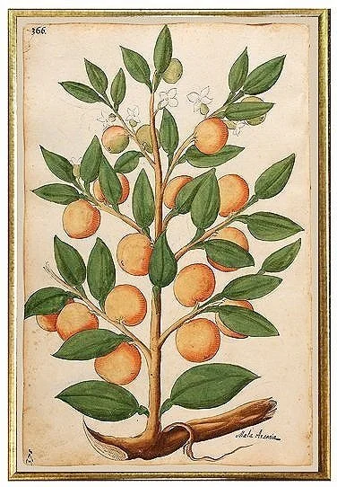 orange-tree-antique-botanical-print-wall-art-museum-outlets.jpg