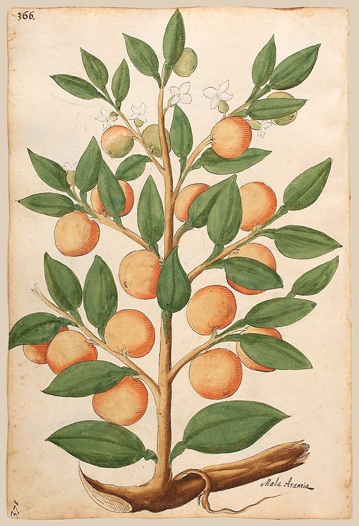 orange-tree-antique-botanical-print-museum-outlets.jpg