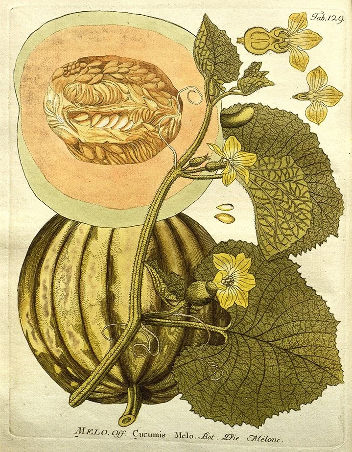 melon-antique-botanical-print-museum-outlets.jpg