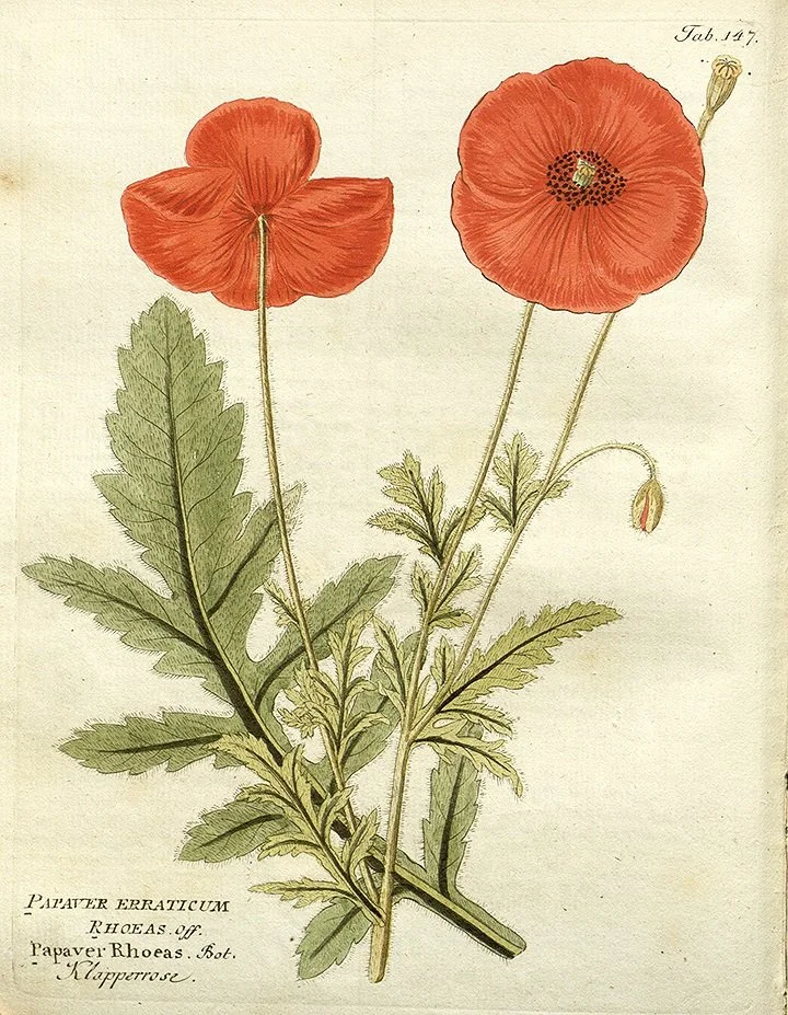 papaver-antique-floral-print-museum-outlets.jpg
