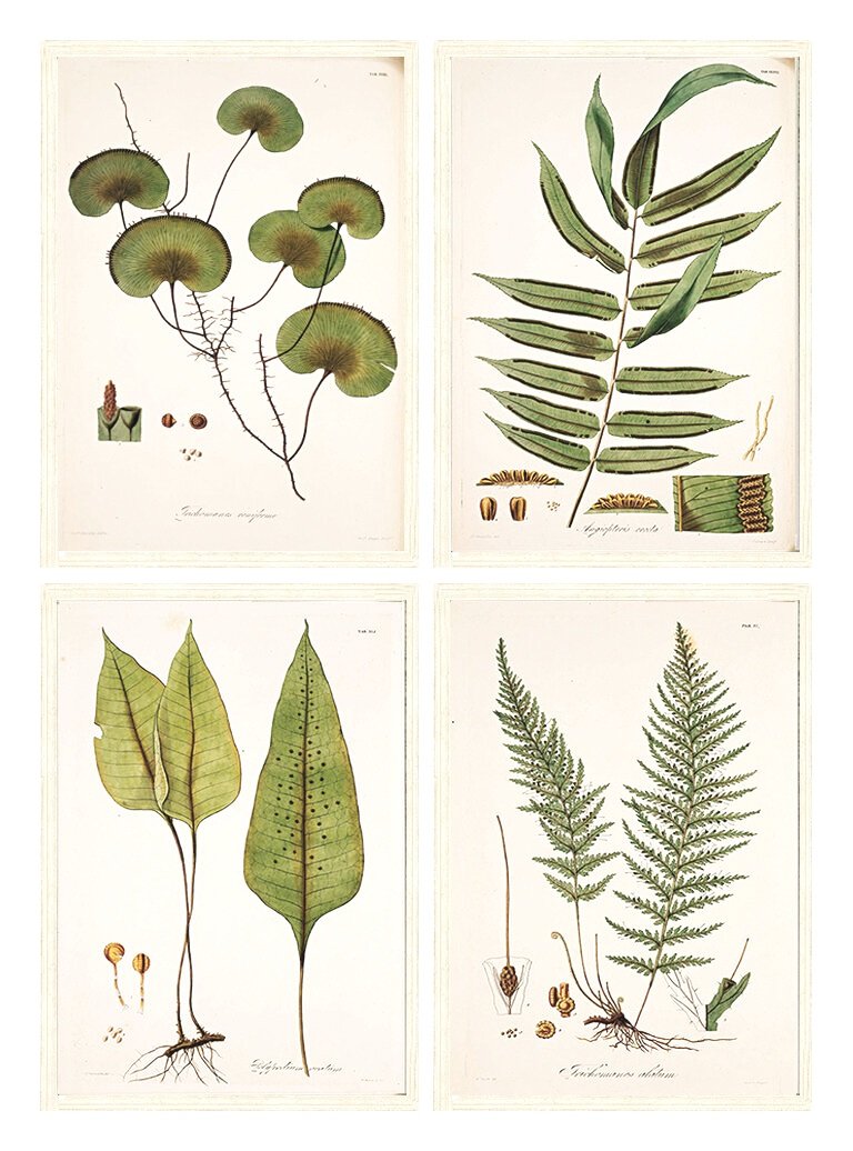Antique Fern Framed Small Wall Grouping