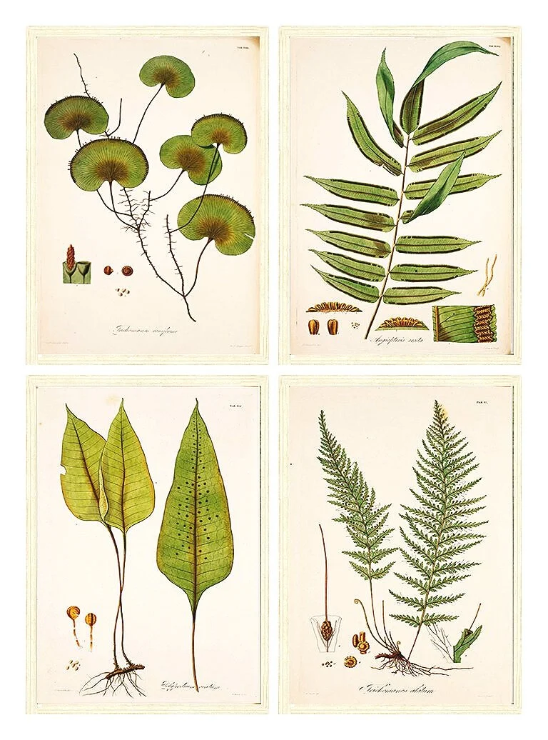 antique-fern-prints-wall-grouping-white-frames.jpg