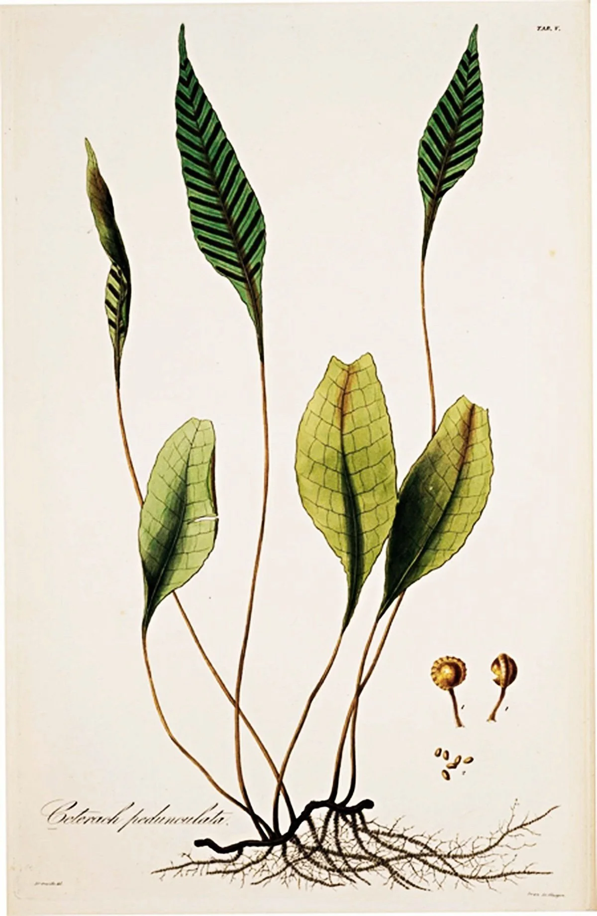 Framed Antique Fern Prints