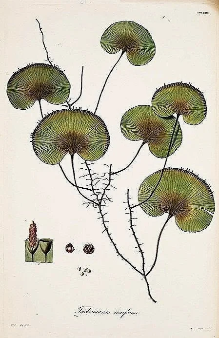 antique fern prints 