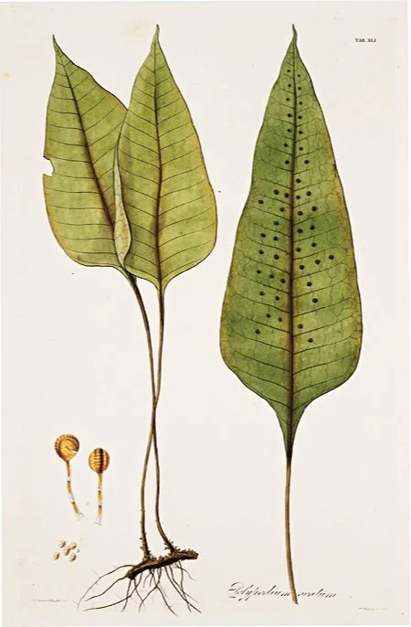 Framed Antique Fern Prints