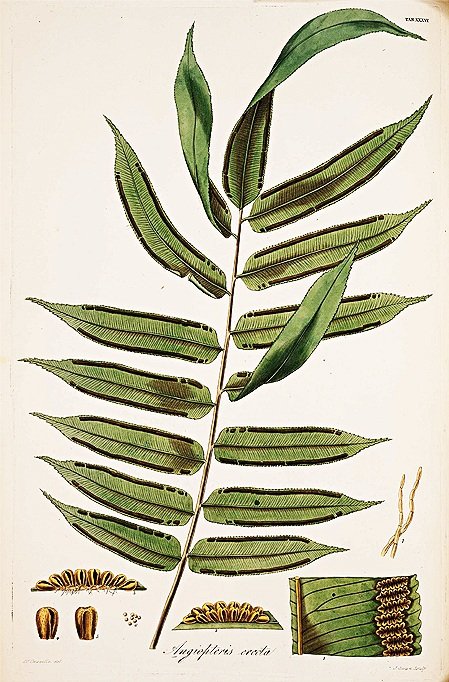 Framed Antique Ferns Prints