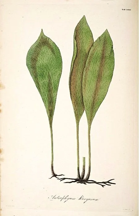Antique Ferns Giclee Prints