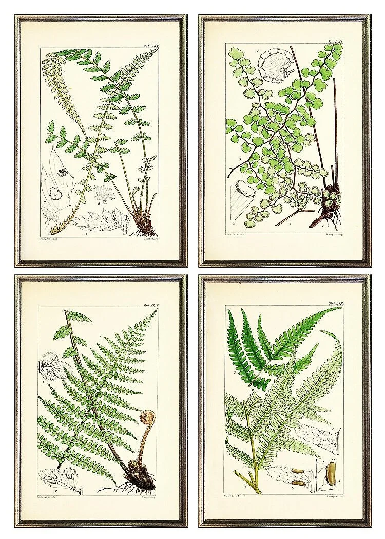 antique-fern-grouping-framed-wall-grouping-3-museum-outlets.jpg