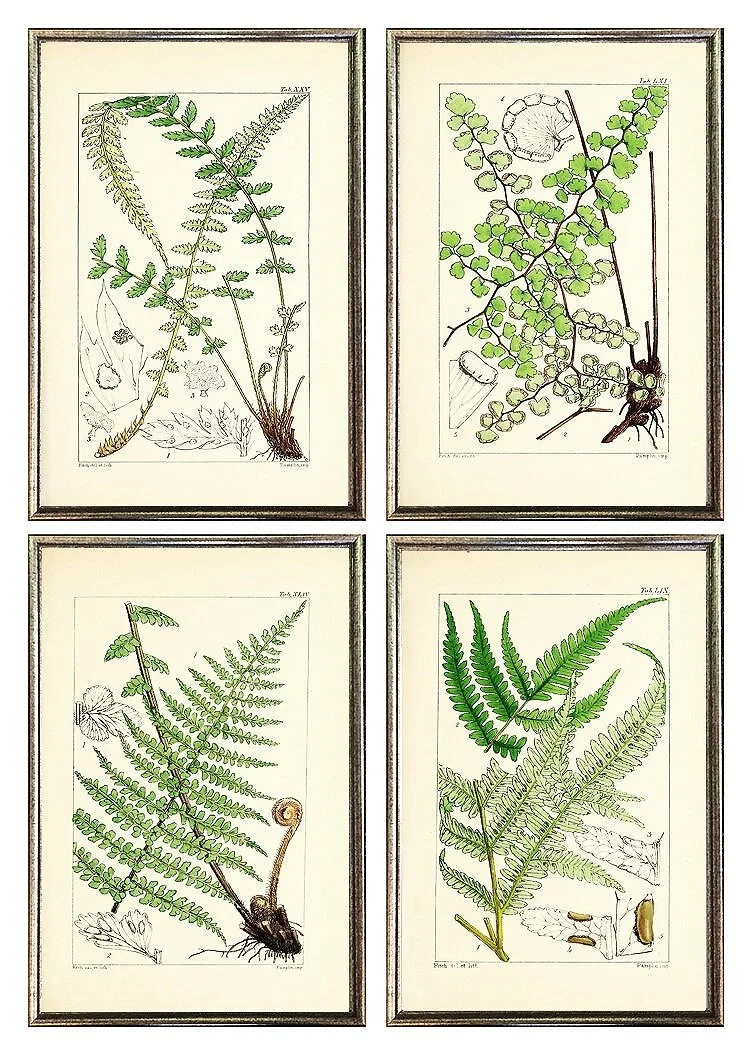 Antique Ferns Prints Framed Small Wall Grouping