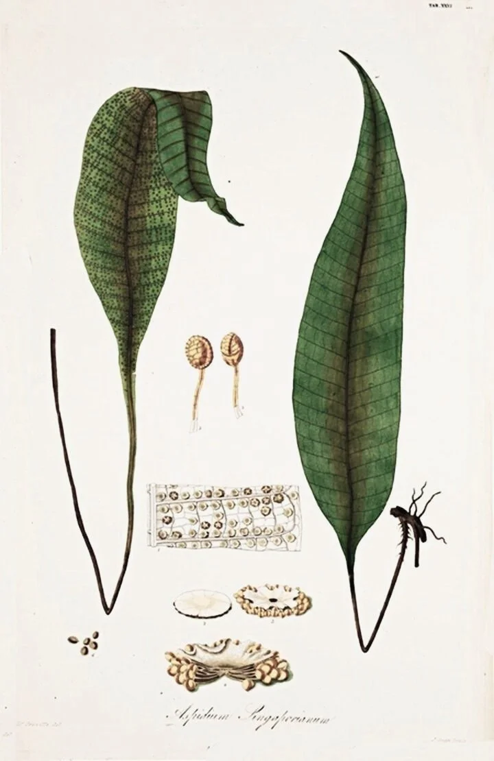 unique-botanical-fern-prints-museum-outlets.jpg
