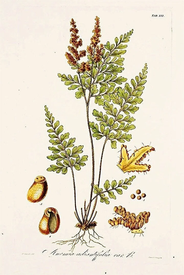 antique-botancal-fern-prints-museum-outlets.jpg