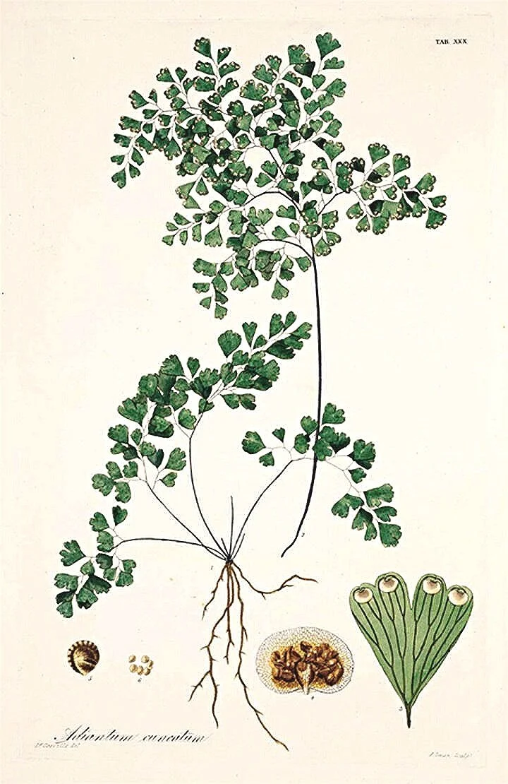 botanical-ferns-antique-prints-museum-outlets.jpg