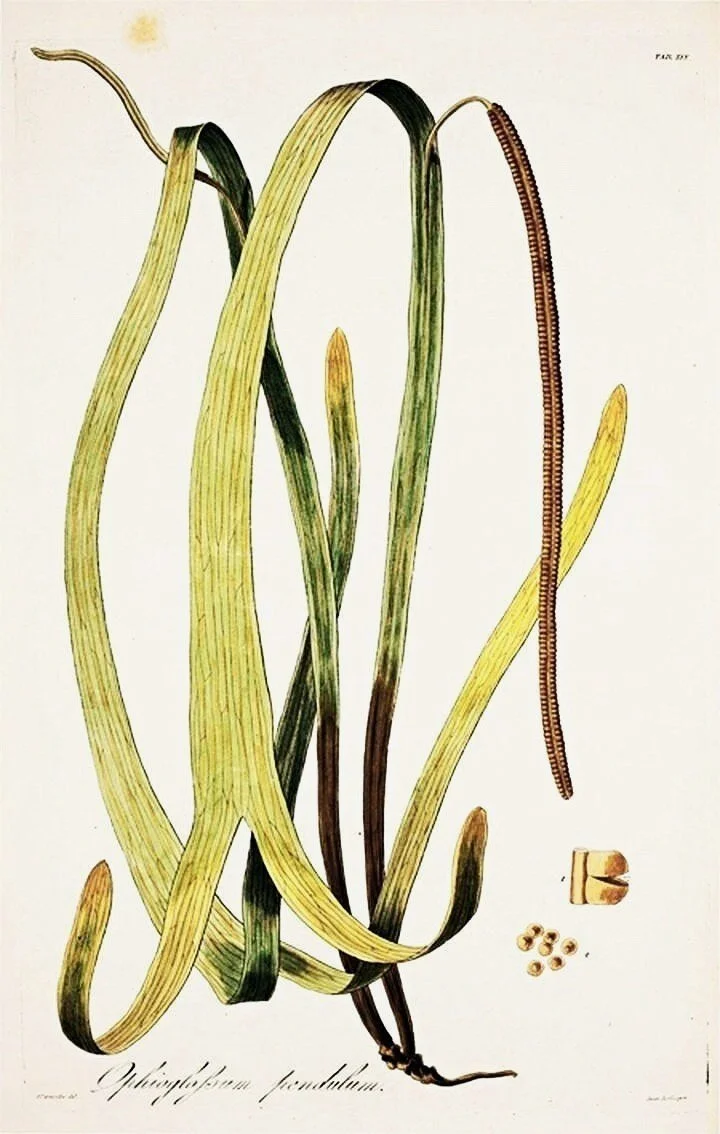 unique-botanical-antique-fern-print-museum-outlets.jpg