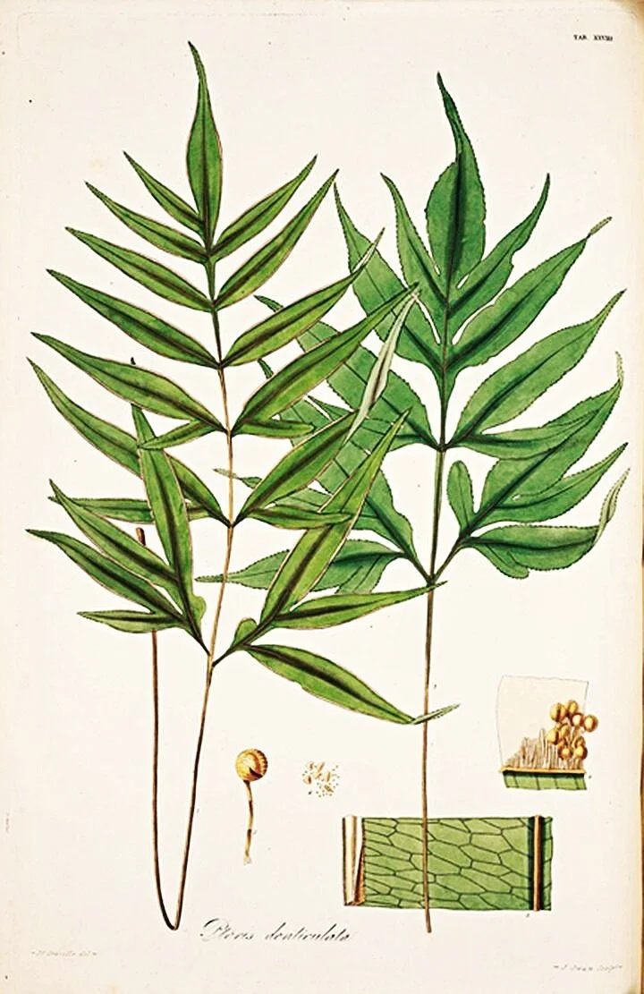 antique botanical fern prints