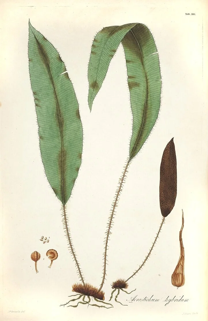 1831-Icones-Filicum-antique-fern-prints-museum-outlets.jpg