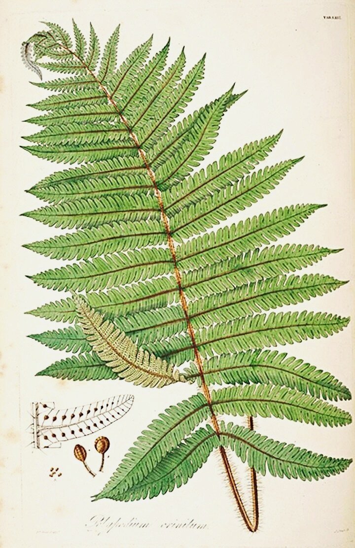 antique-botanical-fern-prints-museum-outlets.jpg