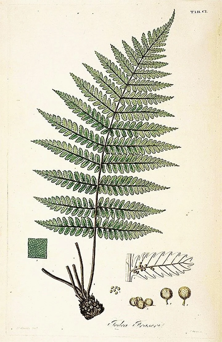 1831-botanical-antique-fern-prints-museum-outlets.jpg