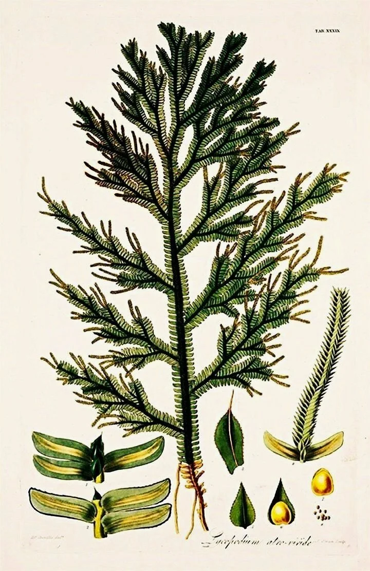 fern-prints-antique-botanical-prints-museum-outlets.jpg