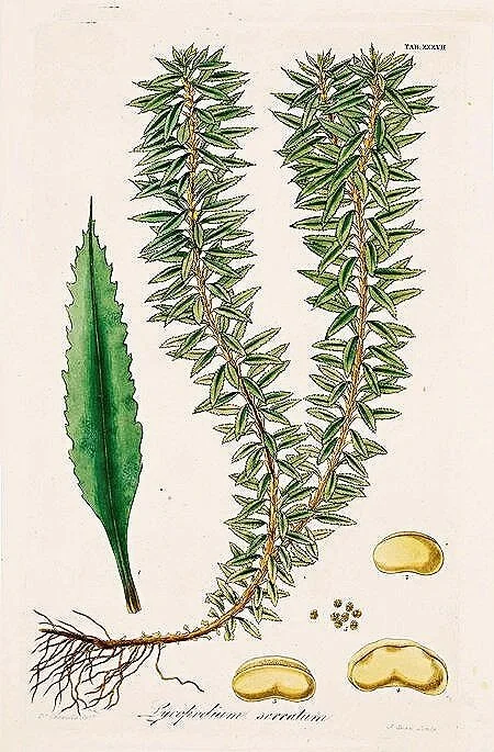 antique-botanical-fern-prints-museum-outlets.jpg