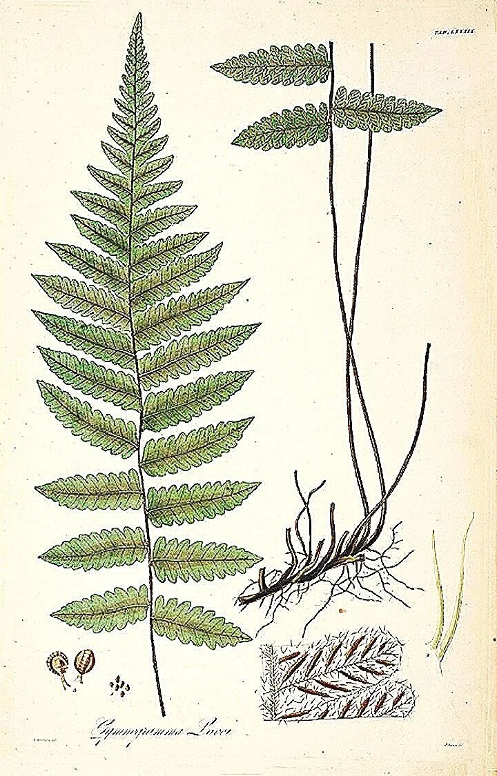 fern-prints-antique-botanical-prints-museum-outlets.jpg