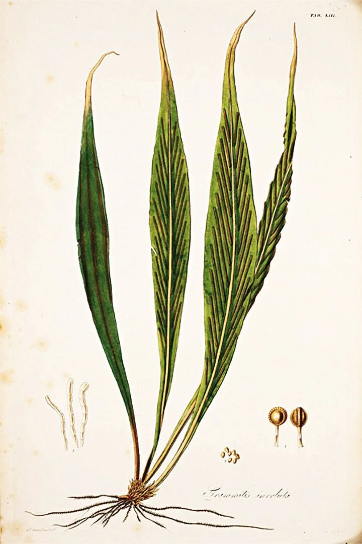botanical-fern-prints-museum-outlets.jpg