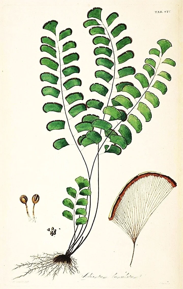 unique-antique-botanical-fern-prints-museum-outlets.jpg