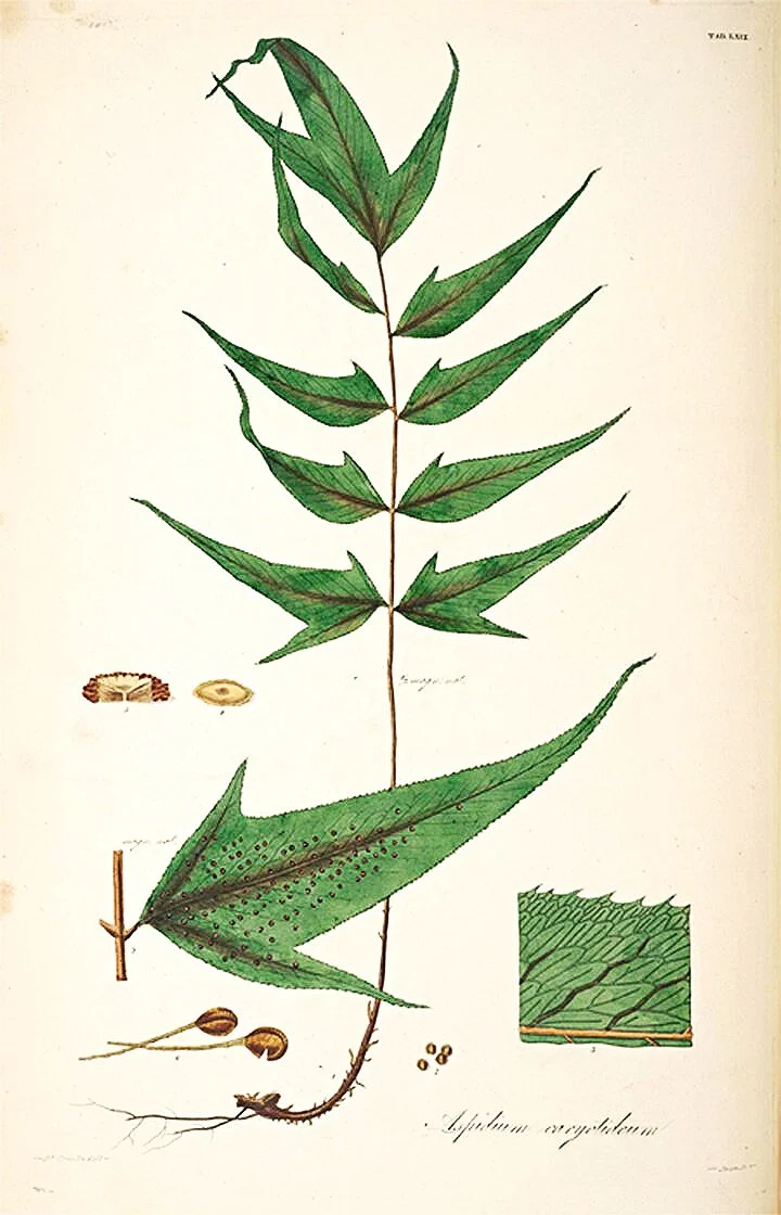 unique-fern-prints-antique-botanicals-museum-outlets.jpg