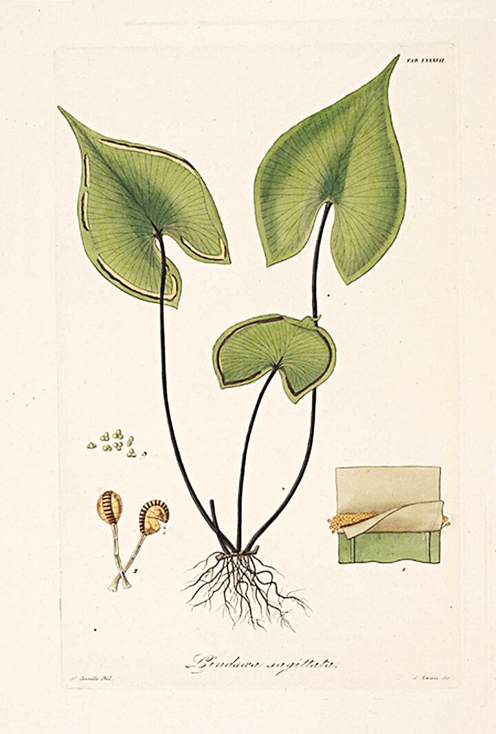 antique-botanical-fern-print-museum-outlets.jpg