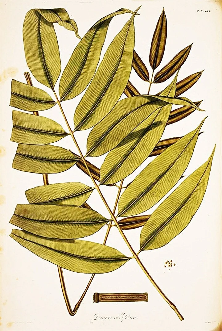 antique-botanical-fern-print-framed-museum-outlets.jpg