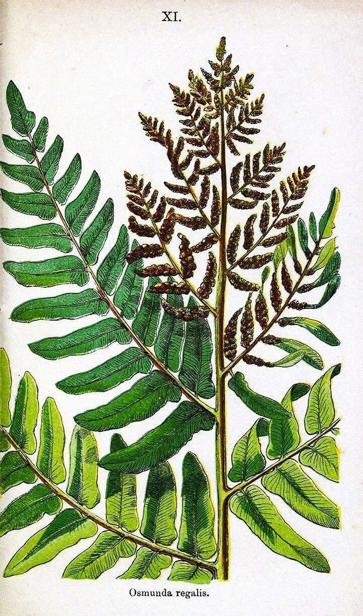 British-antique-fern-prints-1861-museum-outlets.jpg