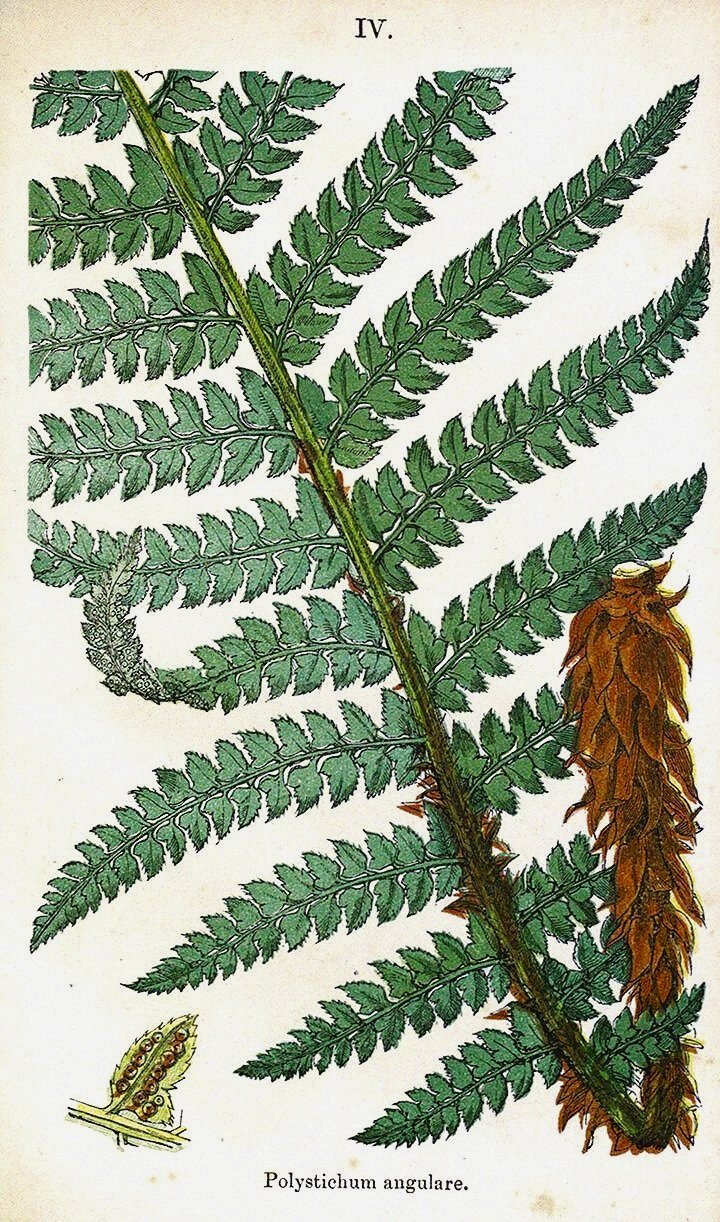 antique-fern-prints-british-1861-museum-outlets.jpg