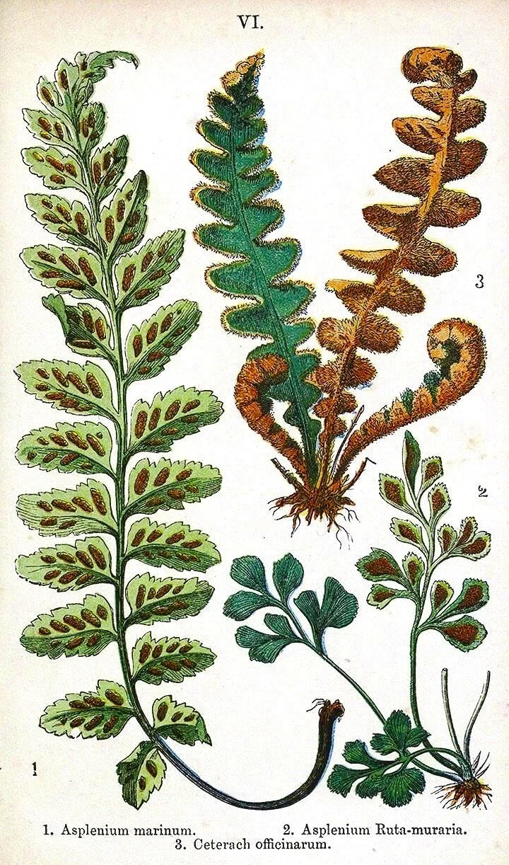antique-british-fern-prints-museum-outlets.jpg