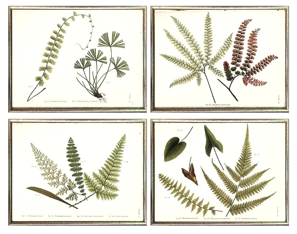 Antique Indian Fern Framed Wall Grouping No. 3