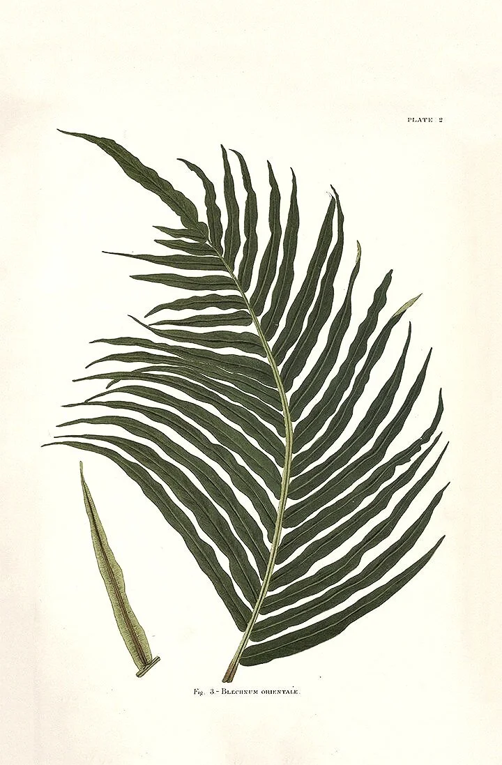 Indian-Ferns-antique-fern-prints-museum-outlets.jpg