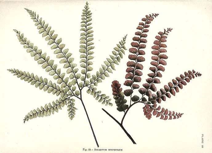 Framed Antique Ferns  Prints