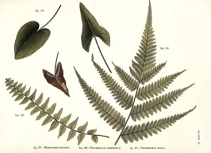 Framed Antique Ferns  Prints