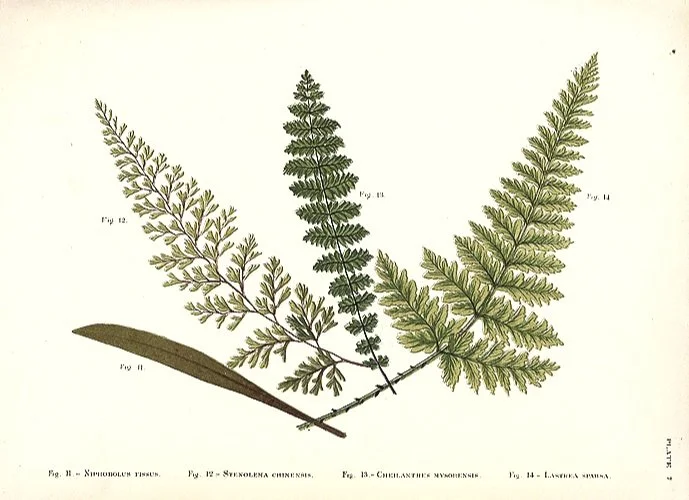 Framed Antique Indian Ferns Prints